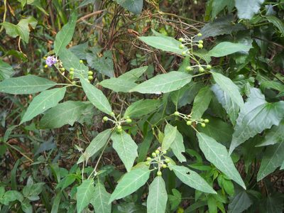 Solanum pseudosaponaceum, photographed by 葉子