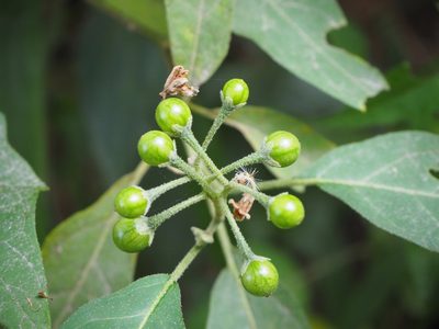 Solanum pseudosaponaceum, photographed by 葉子