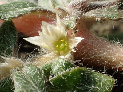 Alternanthera paronychioides, photographed by 葉子
