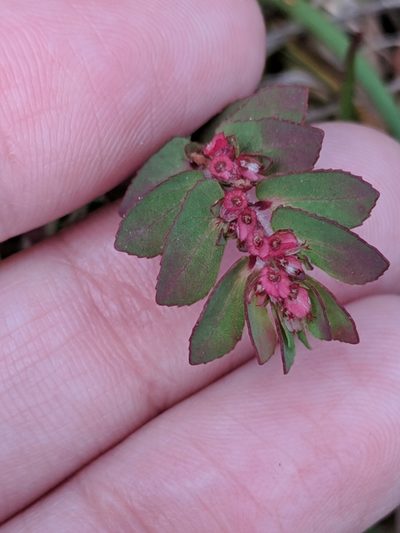 Euphorbia conferta, photographed by Alison Northup