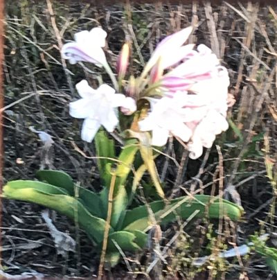 Crinum macowanii, photographed by Jacques Malan