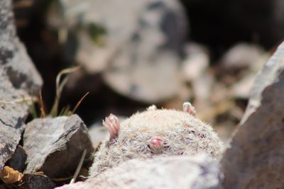 Mammillaria lasiacantha, photographed by Claudio Cantú Muñiz