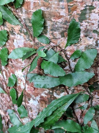Microgramma heterophylla, photographed by Alison Northup