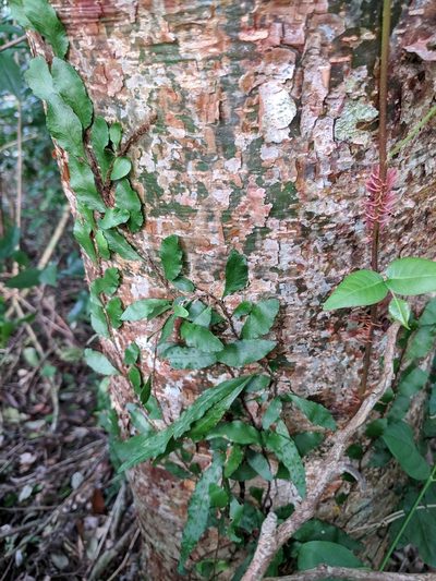 Microgramma heterophylla, photographed by Alison Northup