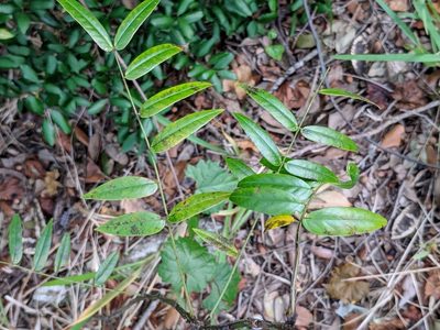 Senna ligustrina, photographed by Alison Northup