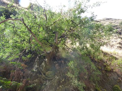 Sophora masafuerana, photographed by Patricio Novoa