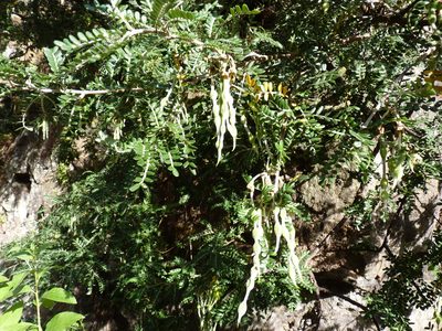 Sophora masafuerana, photographed by Patricio Novoa