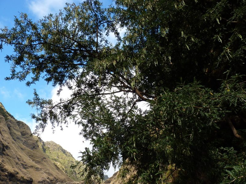 Sophora masafuerana, photographed by Patricio Novoa