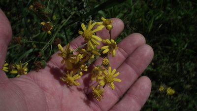 Senecio ilicifolius, photographed by Shaun Swanepoel