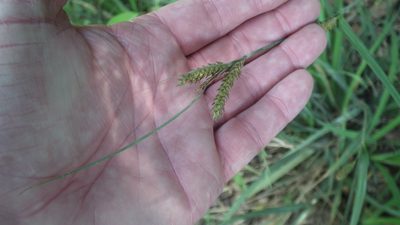 Carex aethiopica, photographed by Shaun Swanepoel