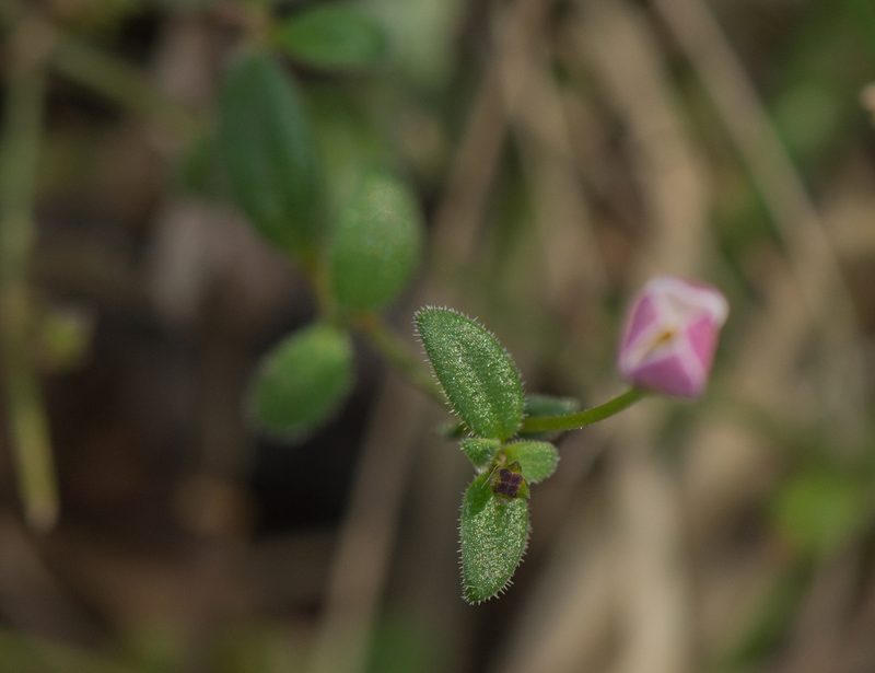 Oldenlandia balfourii, photographed by Morten Ross