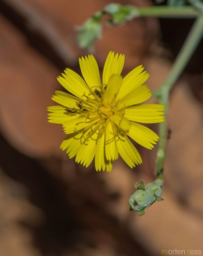 Launaea rhynchocarpa, photographed by Morten Ross