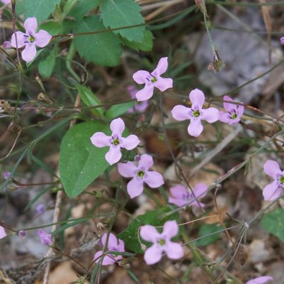 Stenotis asperuloides, photographed by Bill Levine