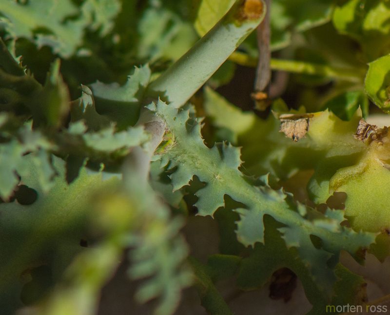 Launaea rhynchocarpa, photographed by Morten Ross