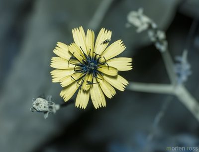 Launaea rhynchocarpa, photographed by Morten Ross