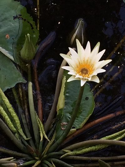 Nymphaea pulchella, photographed by B. Phalan
