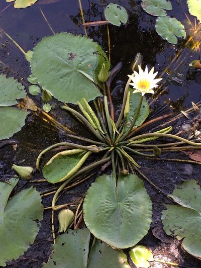 Nymphaea pulchella, photographed by B. Phalan