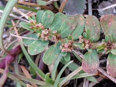 Euphorbia mendezii, photographed by Alison Northup