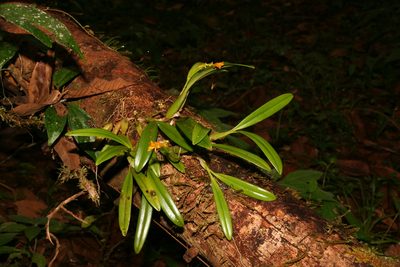 Bulbophyllum auriflorum, photographed by Julien Renoult
