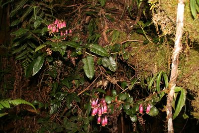 Kalanchoe porphyrocalyx, photographed by Julien Renoult