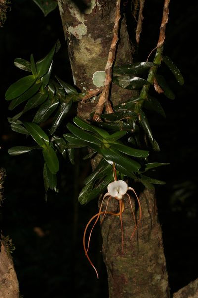 Angraecum conchoglossum, photographed by Julien Renoult