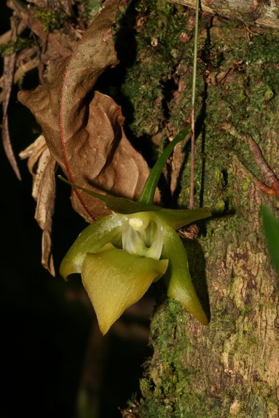 Aeranthes ramosa, photographed by Julien Renoult