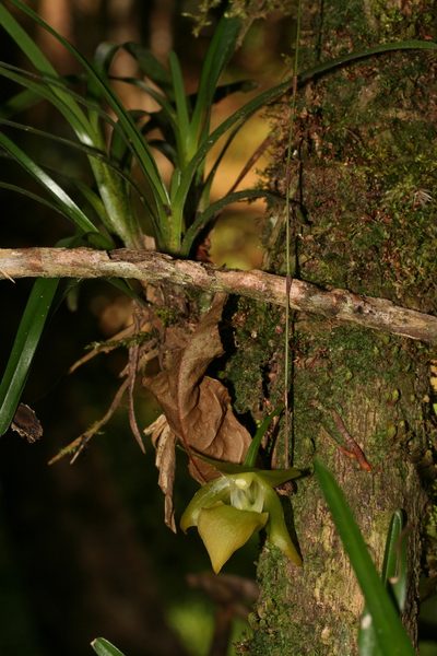 Aeranthes ramosa, photographed by Julien Renoult