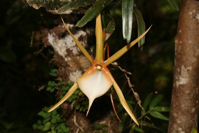 Angraecum viguieri, photographed by Julien Renoult
