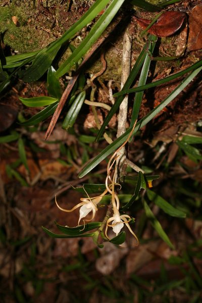Angraecum conchoglossum, photographed by Julien Renoult