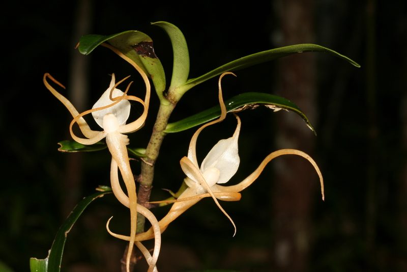 Angraecum conchoglossum, photographed by Julien Renoult