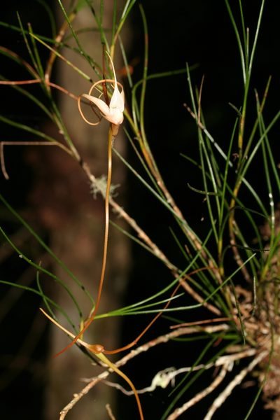 Angraecum linearifolium, photographed by Julien Renoult