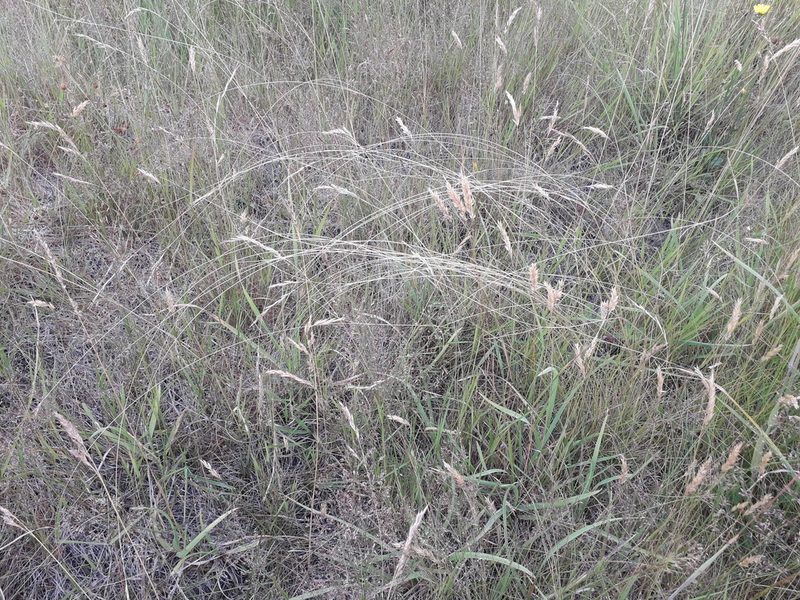 Rytidosperma merum, photographed by Alice Shanks