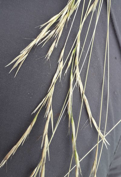 Rytidosperma merum, photographed by Alice Shanks