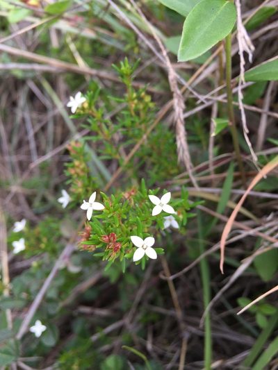 Arcytophyllum thymifolium, photographed by Diego F. Cisneros-Heredia