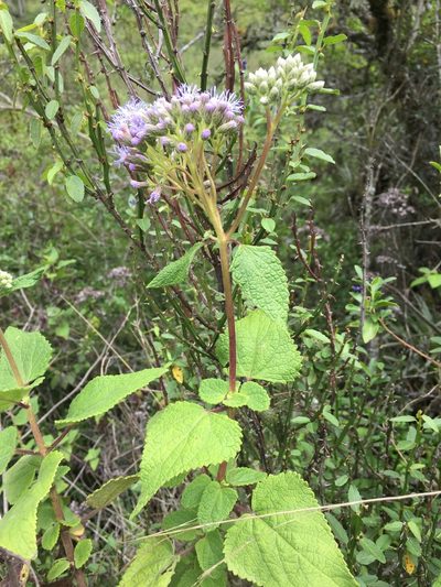 Aristeguietia lamiifolia, photographed by Diego F. Cisneros-Heredia