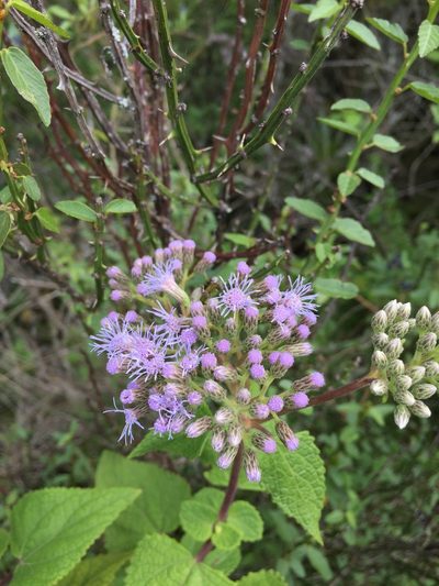 Aristeguietia lamiifolia, photographed by Diego F. Cisneros-Heredia