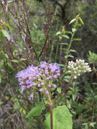 Aristeguietia lamiifolia, photographed by Diego F. Cisneros-Heredia