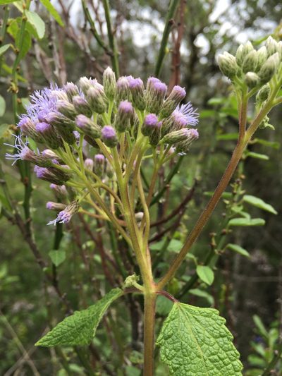 Aristeguietia lamiifolia, photographed by Diego F. Cisneros-Heredia