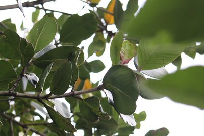 Clusia multiflora, photographed by GERMAN LEONEL SARMIENTO CRUZ