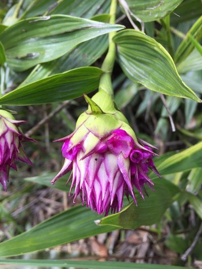 Elleanthus capitatus, photographed by Diego F. Cisneros-Heredia