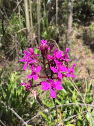 Epidendrum jamiesonis, photographed by Diego F. Cisneros-Heredia