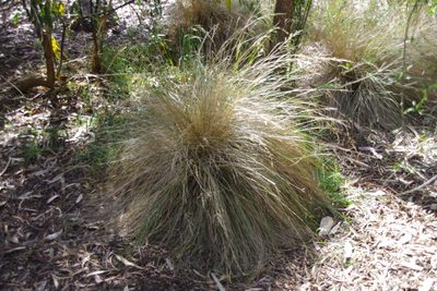 Poa labillardierei, photographed by Terra Occ