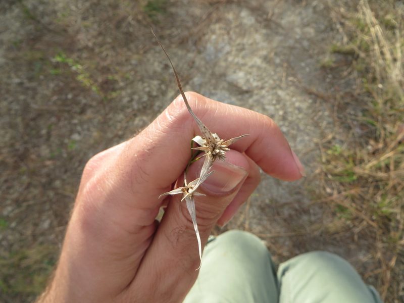 Rhynchospora floridensis, photographed by Ben Machado