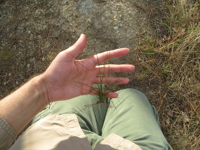 Rhynchospora floridensis, photographed by Ben Machado