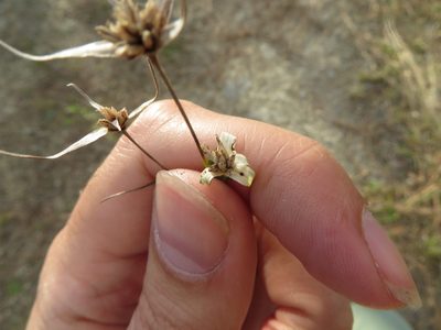 Rhynchospora floridensis, photographed by Ben Machado