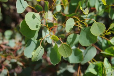 Eucalyptus baueriana, photographed by Terra Occ