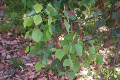 Eucalyptus baueriana, photographed by Terra Occ