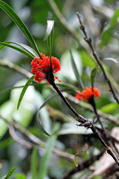 Maxillaria fulgens, photographed by J Straka