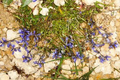 Polygala calcarea, photographed by Drepanostoma