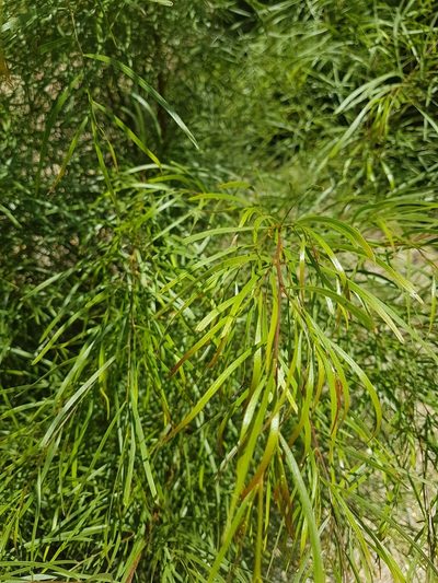 Acacia subporosa, photographed by Vale Jenny Conolly